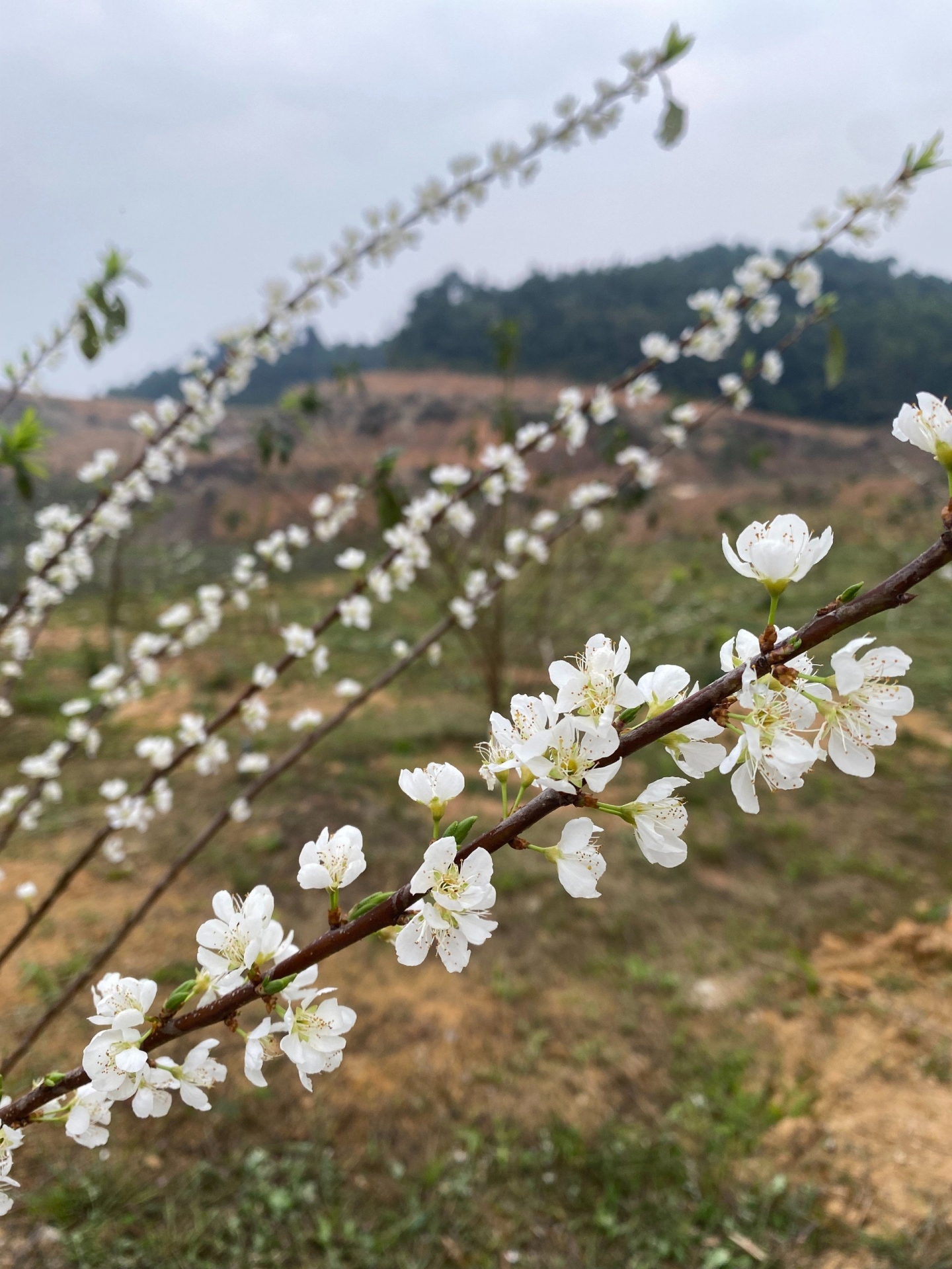 Cảnh đẹp núi rừng Thủy điện TTA Chiêm Hóa 02