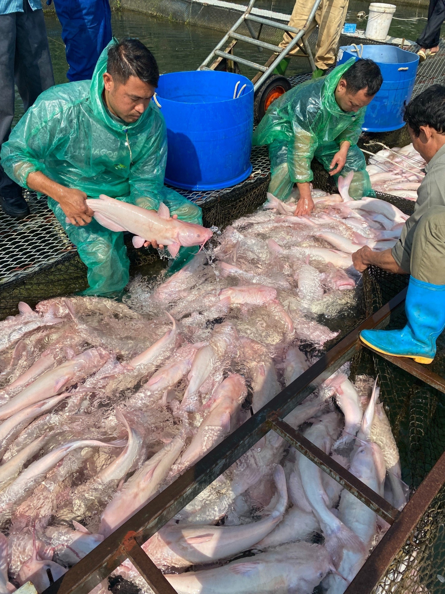 Thu hoạch đánh bắt cá thương phẩm tại Chiêm Hóa