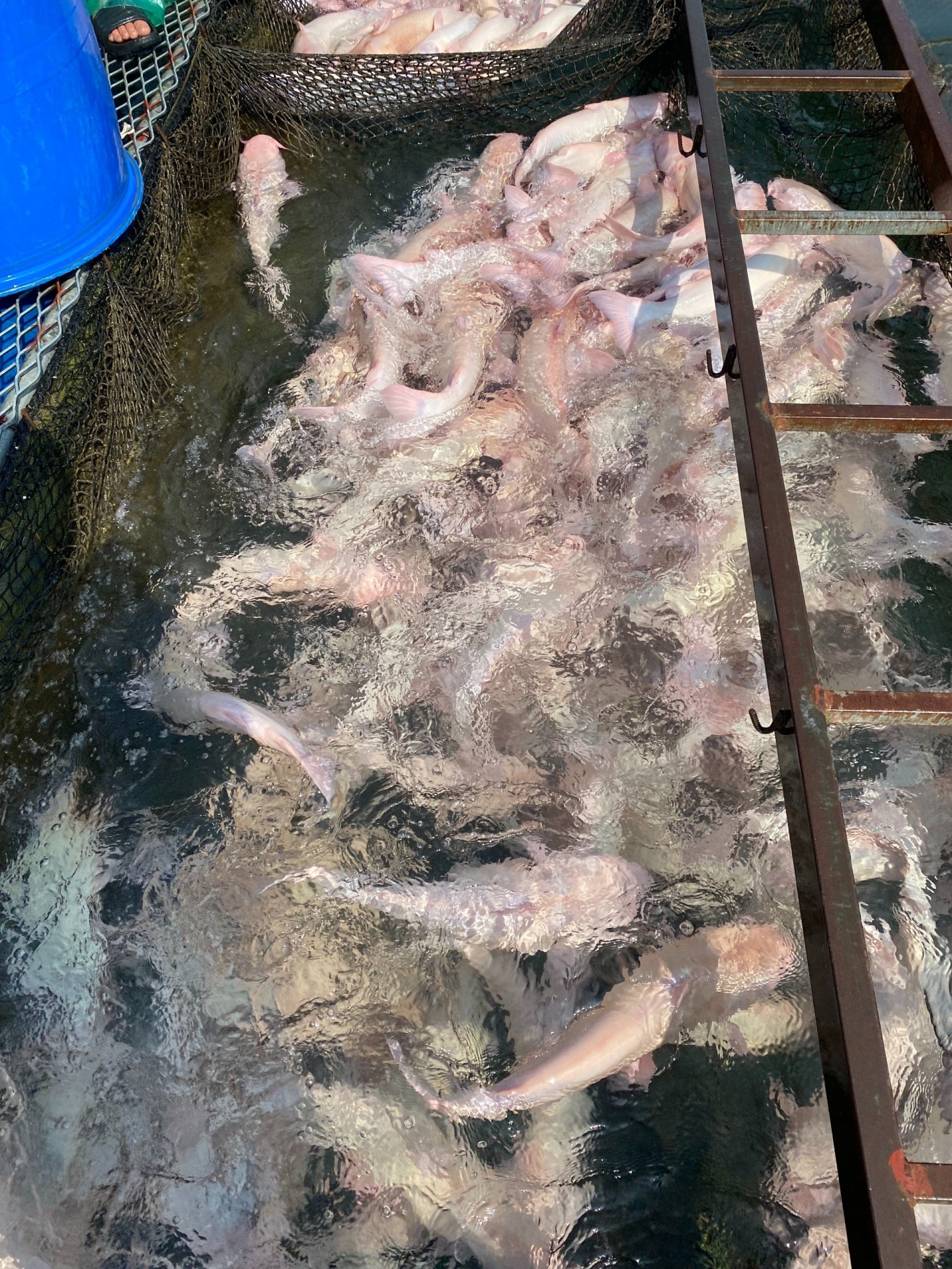 Thu hoạch đánh bắt cá thương phẩm tại Chiêm Hóa