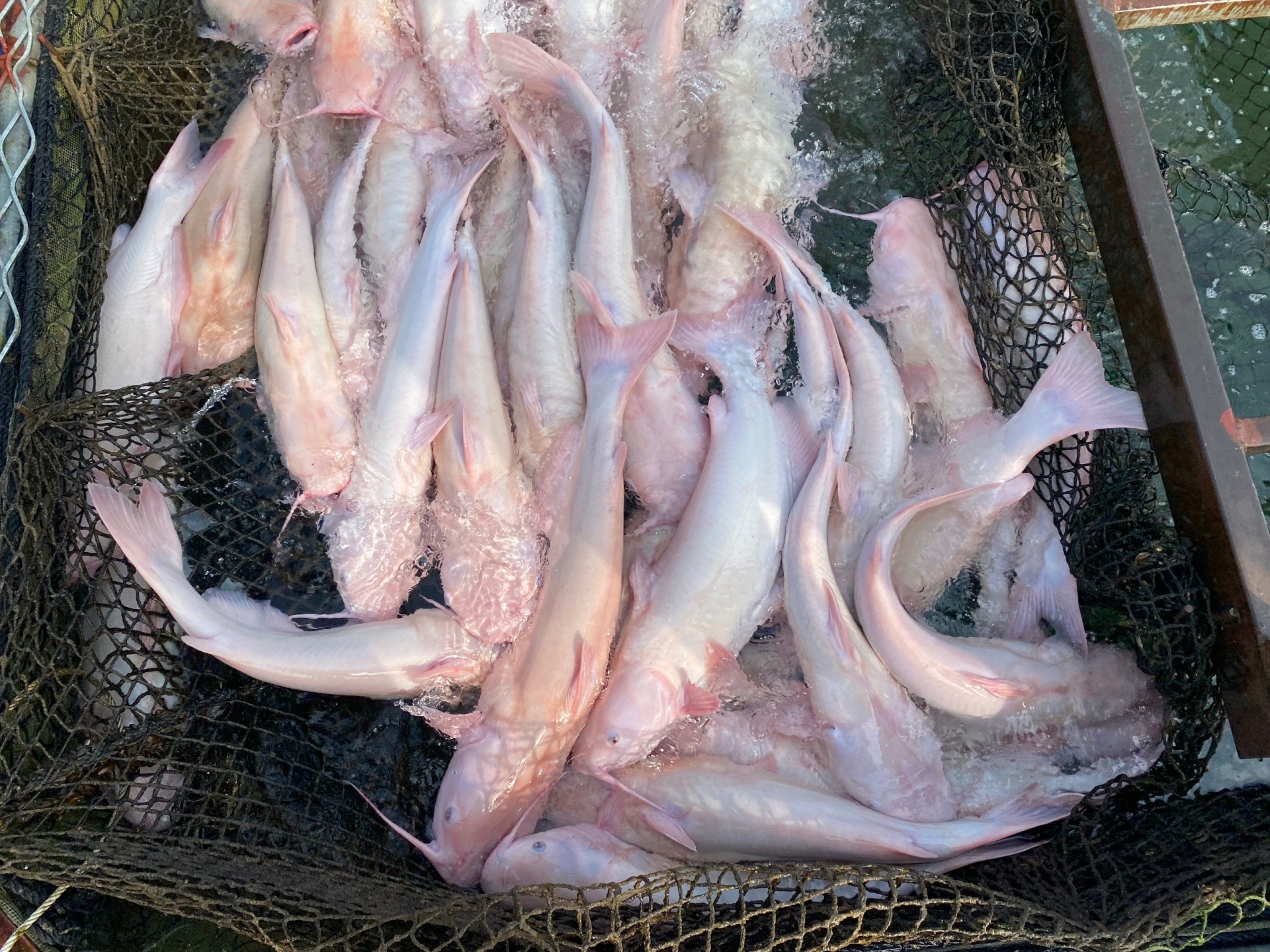 Thu hoạch đánh bắt cá thương phẩm tại Chiêm Hóa