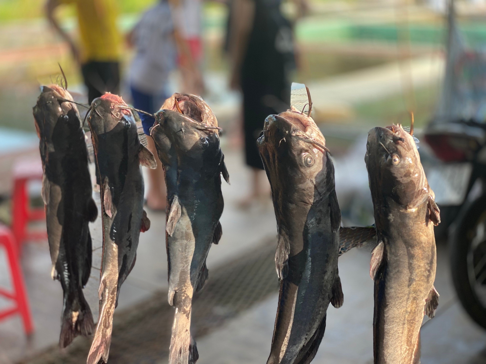 Trải nghiệm khám phá lòng hồ thủy điện TTA Chiêm Hóa