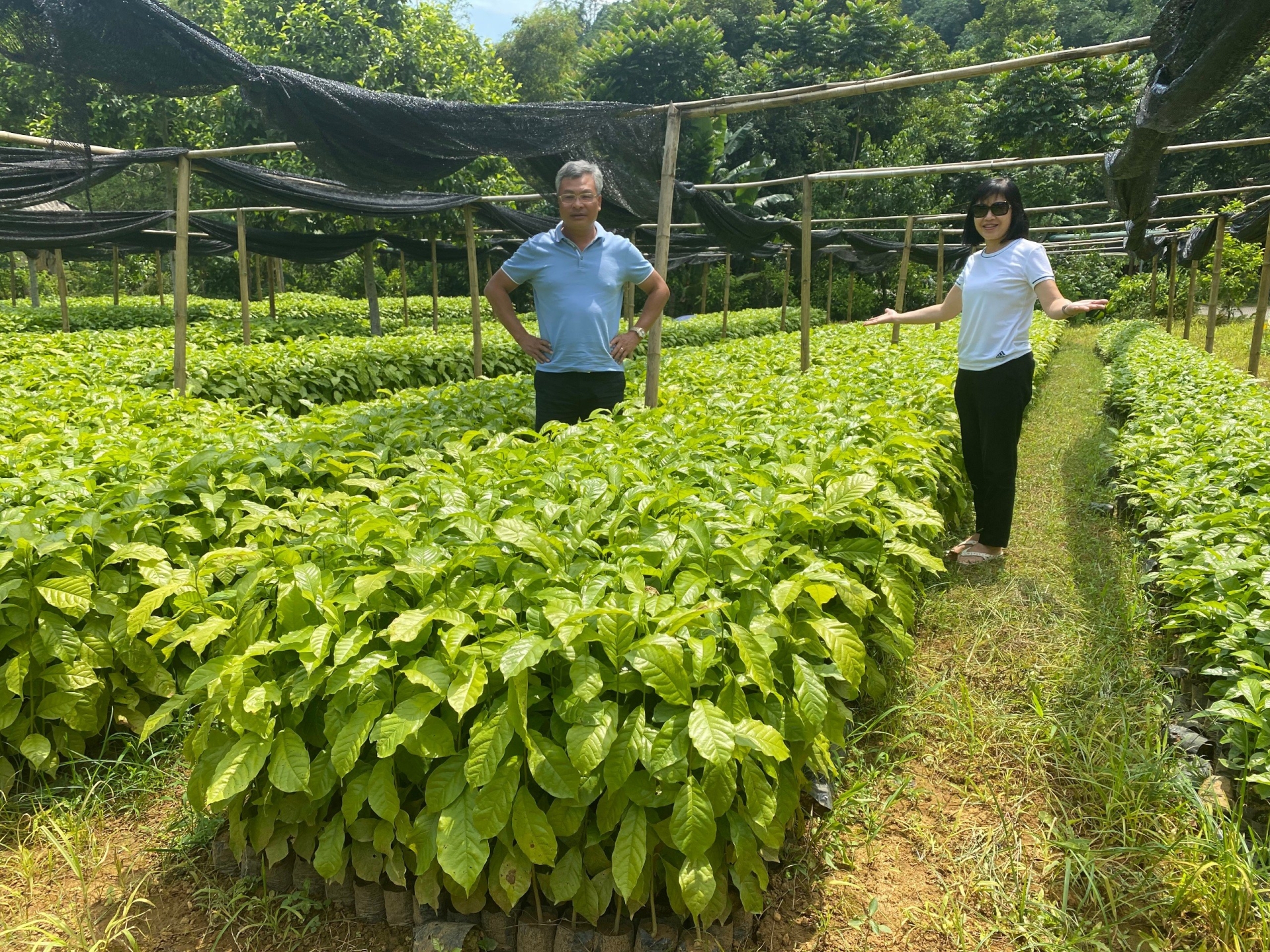 Trang Trại cây trồng của Thành An T&T