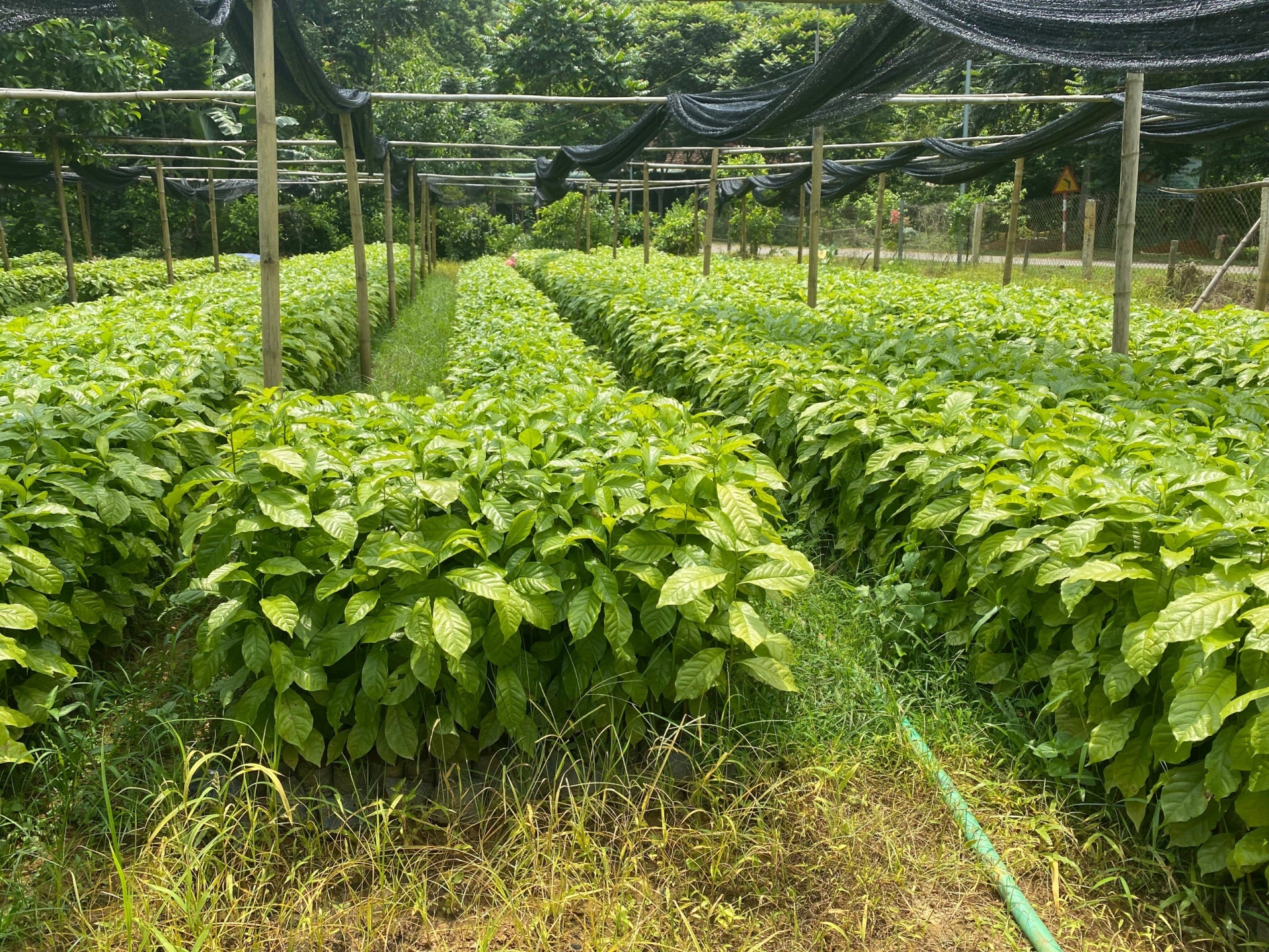 Trang Trại cây trồng của Thành An T&T