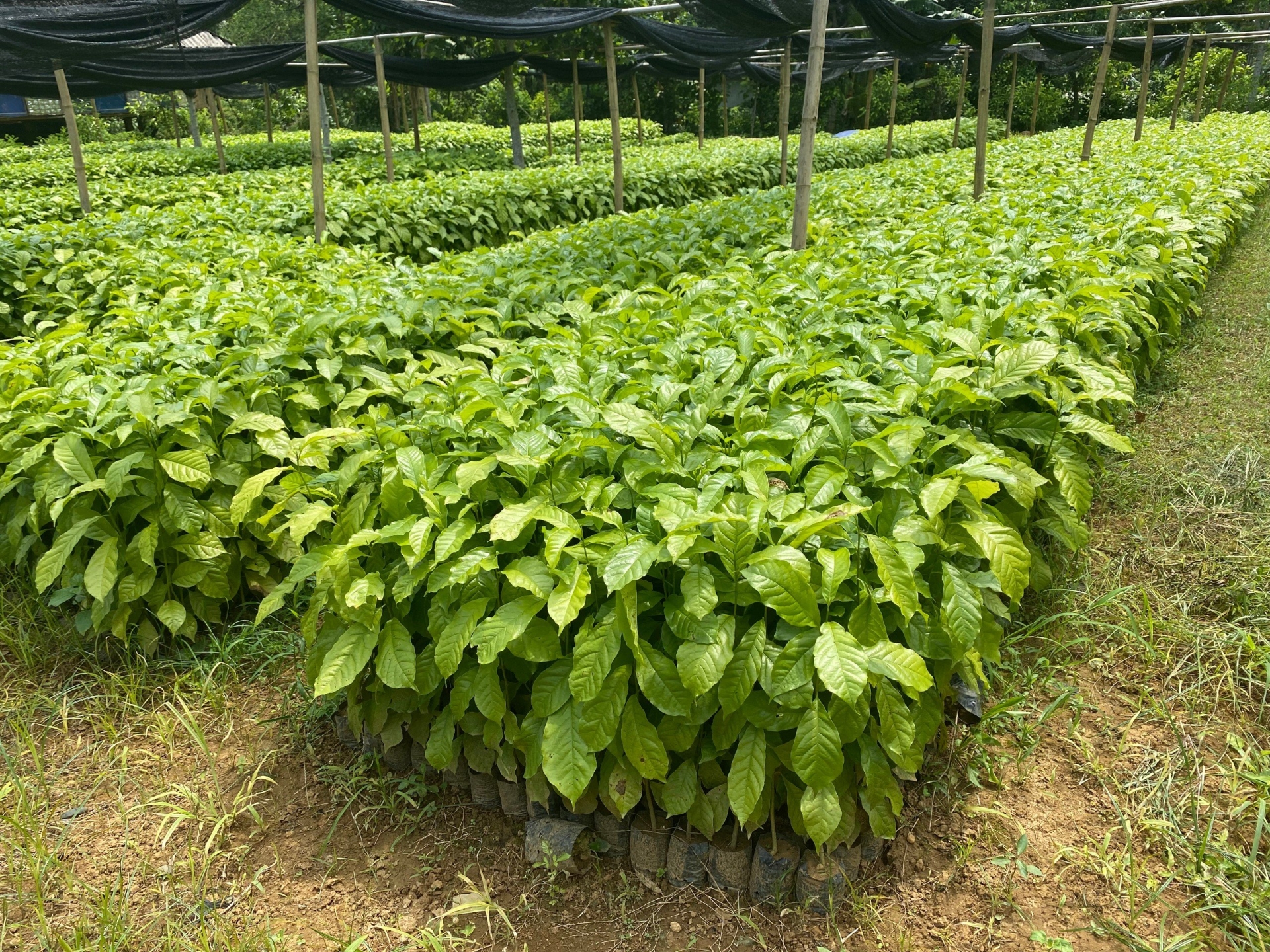 Trang Trại cây trồng của Thành An T&T