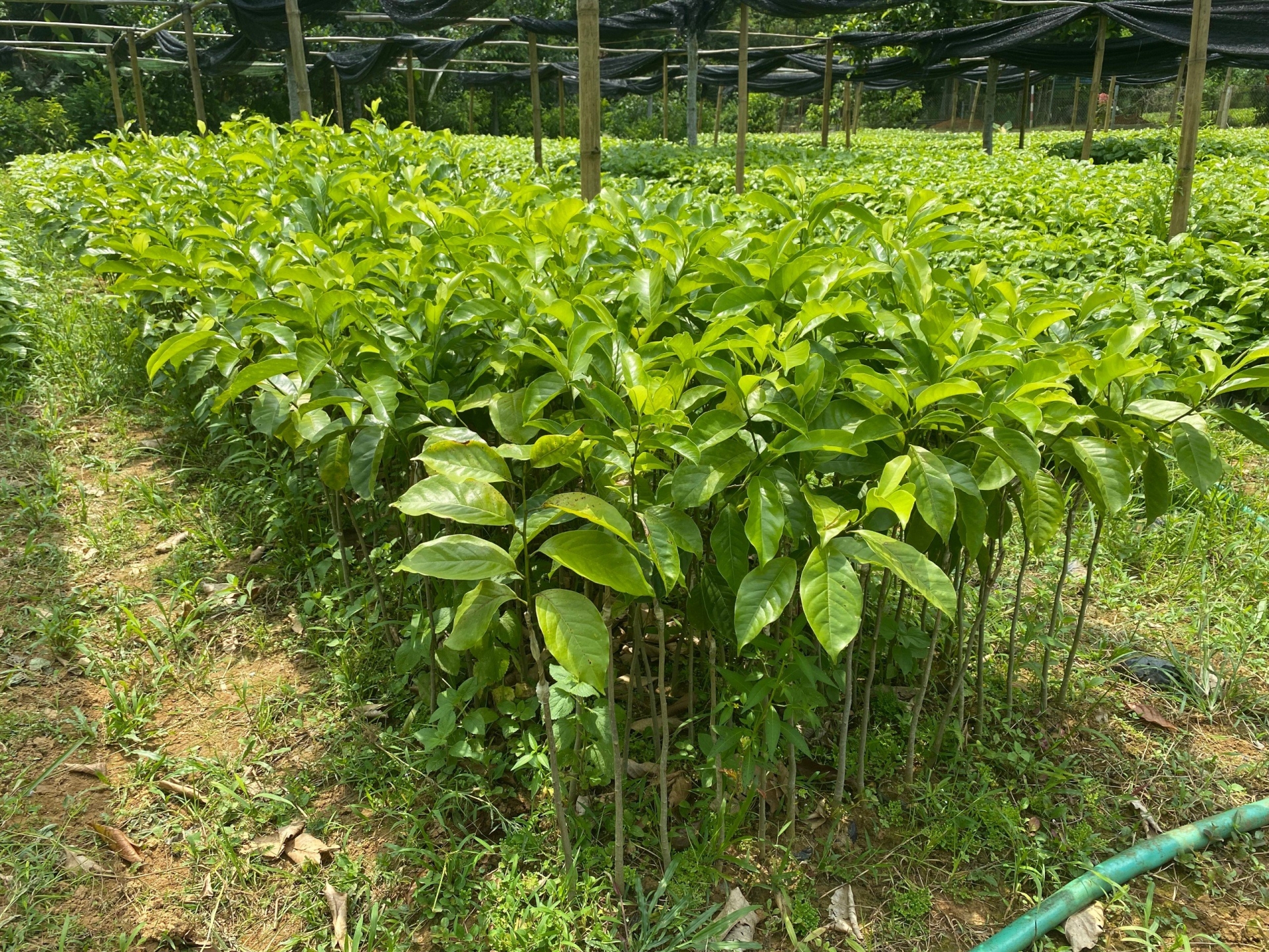 Trang Trại cây trồng của Thành An T&T