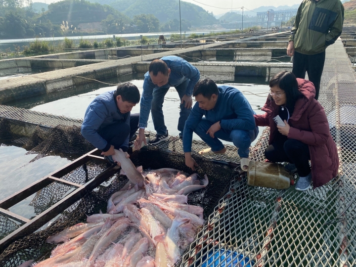 Thu hoạch đánh bắt cá thương phẩm tại Chiêm Hóa