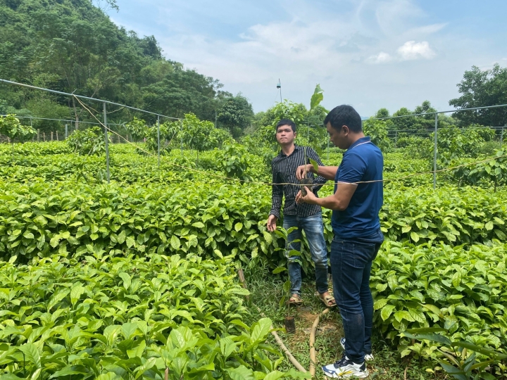 Trang Trại cây trồng của Thành An T&T