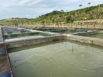 Trang trại Nông nghiệp Thành An Eco Farm tại Chiêm hóa, Tuyên Quang